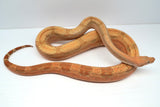 Load image into Gallery viewer, Female Striped TPos Centra Fire Boa