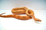 Load image into Gallery viewer, Female Burke Hypo Genetic Stripe Fire (Het Leucy) Central American Boa