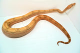 Load image into Gallery viewer, Female Burke Hypo Genetic Stripe Fire (Het Leucy) Central American Boa