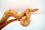Load image into Gallery viewer, Female Burke Hypo Genetic Stripe Fire (Het Leucy) Central American Boa
