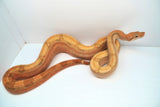 Load image into Gallery viewer, Female Striped TPos Centra Fire Boa