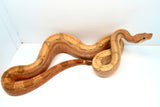 Load image into Gallery viewer, Female Burke Hypo Genetic Stripe Fire (Het Leucy) Central American Boa