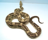 Load image into Gallery viewer, Male VPI Aztec Snow Glow Boa Constrictor