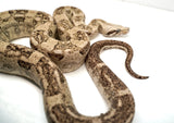 Load image into Gallery viewer, Male VPI Aztec Snow Glow Boa