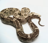 Load image into Gallery viewer, Male VPI Aztec Snow Glow Boa Constrictor