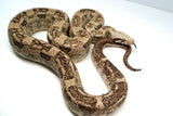 Load image into Gallery viewer, Male VPI Aztec Snow Glow Boa