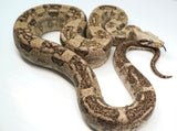 Load image into Gallery viewer, Male VPI Aztec Snow Glow Boa Constrictor