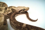 Load image into Gallery viewer, Male VPI Aztec Snow Glow Boa