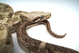 Load image into Gallery viewer, Male VPI Aztec Snow Glow Boa Constrictor