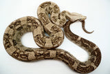 Load image into Gallery viewer, Male VPI Aztec Snow Glow Boa Constrictor