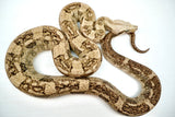 Load image into Gallery viewer, Male VPI Aztec Snow Glow Boa