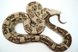 Load image into Gallery viewer, Male VPI Aztec Snow Glow Boa Constrictor