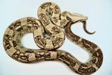 Load image into Gallery viewer, Male VPI Aztec Snow Glow Boa