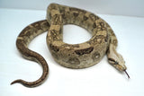 Load image into Gallery viewer, Male VPI Aztec Snow Glow Boa Constrictor