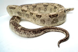 Load image into Gallery viewer, Male VPI Aztec Snow Glow Boa Constrictor