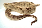 Load image into Gallery viewer, Male VPI Aztec Snow Glow Boa