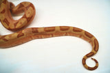 Load image into Gallery viewer, Female Labyrinth Hypo 66 % Poss Blood Boa Constrictor