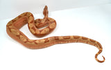 Load image into Gallery viewer, Female Labyrinth Hypo 66 % Poss Blood Boa Constrictor