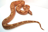 Load image into Gallery viewer, Female Labyrinth Hypo 66 % Poss Blood Boa Constrictor