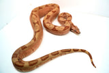 Load image into Gallery viewer, Female Labyrinth Hypo 66 % Poss Blood Boa Constrictor