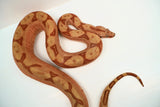 Load image into Gallery viewer, Female Labyrinth Hypo 66 % Poss Blood Boa Constrictor