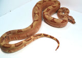 Load image into Gallery viewer, Female Labyrinth Hypo 66 % Poss Blood Boa Constrictor