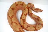 Load image into Gallery viewer, Female Labyrinth Hypo 66 % Poss Blood Boa Constrictor