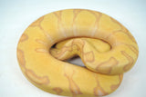 Load image into Gallery viewer, Male Super Enchi Clown EMG Fader+
