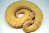 Load image into Gallery viewer, Male Super Enchi Clown EMG Fader+