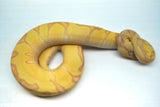 Load image into Gallery viewer, Male Super Enchi Clown EMG Fader+