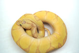 Load image into Gallery viewer, Male Super Enchi Clown EMG Fader+