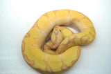 Load image into Gallery viewer, Male Super Enchi Clown EMG Fader+
