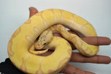 Load image into Gallery viewer, Male Super Enchi Clown EMG Fader+