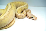 Load image into Gallery viewer, Female Desert Ghost Micro Scale Pastel Pinstripe Lesser Ball Python