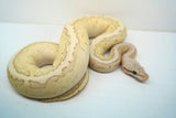 Load image into Gallery viewer, Female Desert Ghost Micro Scale Pastel Pinstripe Lesser Ball Python