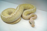 Load image into Gallery viewer, Female Desert Ghost Micro Scale Pastel Pinstripe Lesser Ball Python