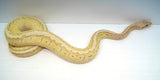Load image into Gallery viewer, Female Desert Ghost Micro Scale Pastel Pinstripe Lesser Ball Python