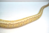 Load image into Gallery viewer, Female Desert Ghost Micro Scale Pastel Pinstripe Lesser Ball Python