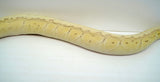 Load image into Gallery viewer, Female Desert Ghost Micro Scale Pastel Pinstripe Lesser Ball Python