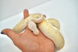 Load image into Gallery viewer, Female Desert Ghost Micro Scale Pastel Pinstripe Lesser Ball Python