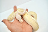 Load image into Gallery viewer, Female Desert Ghost Micro Scale Pastel Pinstripe Lesser Ball Python