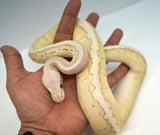 Load image into Gallery viewer, Female Desert Ghost Micro Scale Pastel Pinstripe Lesser Ball Python