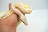 Load image into Gallery viewer, Female Desert Ghost Micro Scale Pastel Pinstripe Lesser Ball Python