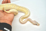 Load image into Gallery viewer, Female Desert Ghost Micro Scale Pastel Pinstripe Lesser Ball Python
