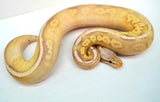 Load image into Gallery viewer, Male Coral Glow Super Fader Lesser Het Clown Ball Python