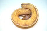 Load image into Gallery viewer, Male Coral Glow Super Fader Lesser Het Clown Ball Python