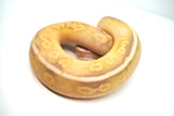 Load image into Gallery viewer, Male Coral Glow Super Fader Lesser Het Clown Ball Python