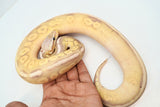 Load image into Gallery viewer, Male Coral Glow Super Fader Lesser Het Clown Ball Python