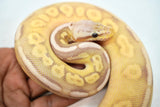 Load image into Gallery viewer, Male Coral Glow Super Fader Lesser Het Clown Ball Python