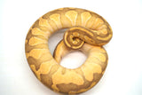 Load image into Gallery viewer, Female Pastel Enchi Lesser Odium PHA/PHP